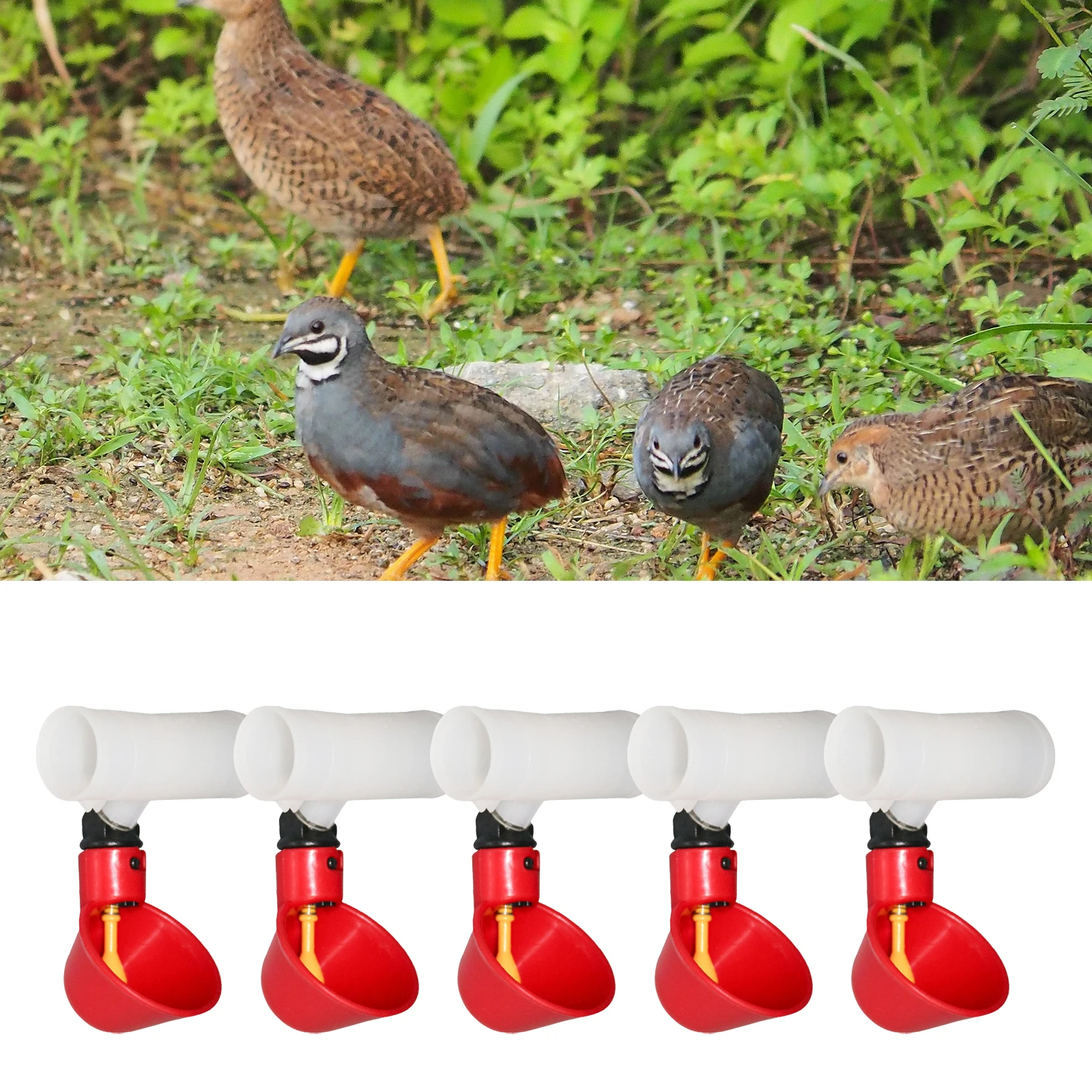 Plastic Poultry Drink Cup Automatic Chicken Feeder Water Drinking Bottles for Chicken Hen Bird Duck Goose Food Dispenser 5Pcs poultry water dispenser,poultry drinking cups,poultry feeder,poultry waterer