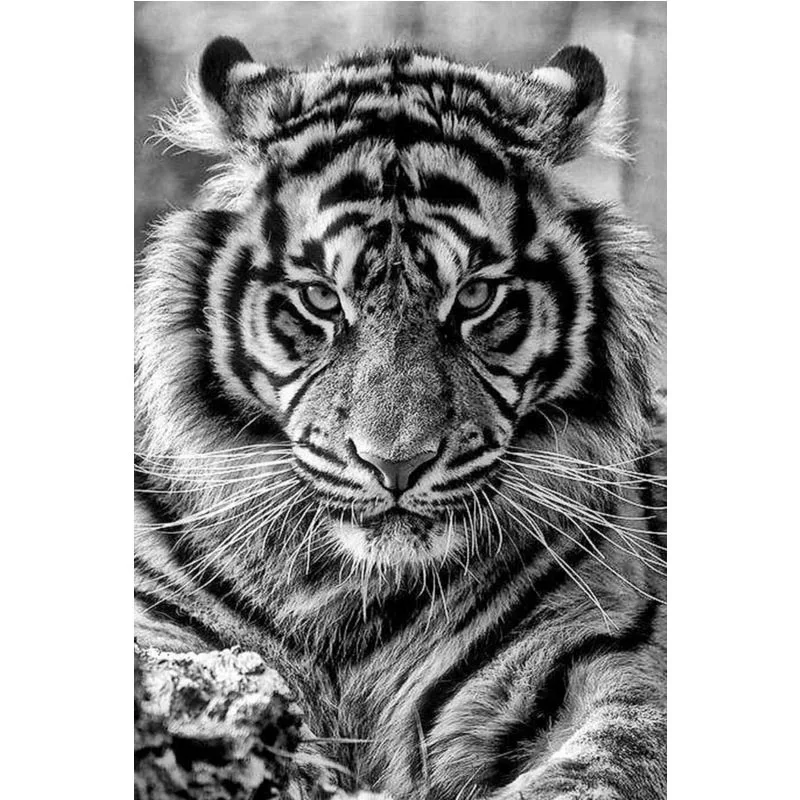 

animal king tiger canvas Poster home Decoration cloth fabric wall poster print Silk Fabric Print