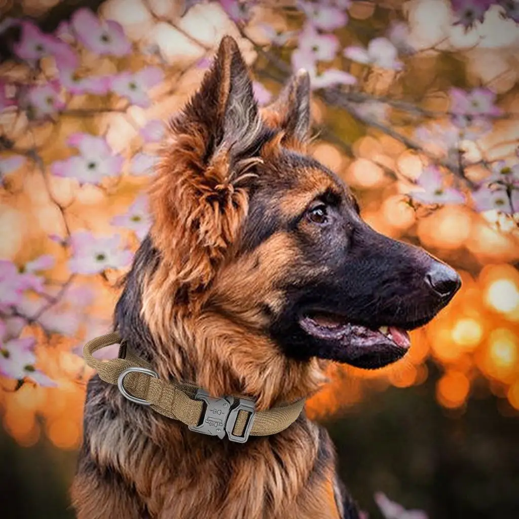 Breathable Nylon Dog Collar Outdoor Training Leash Kit Pet Accessories for Medium and Large Breed Dogs