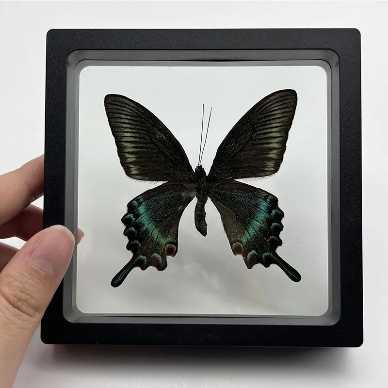 

10Pcs Great Green Belt Butterfly Photo Frame Insect Taxidermy Artwork Decoration, Animal Children's Science Educational Toys