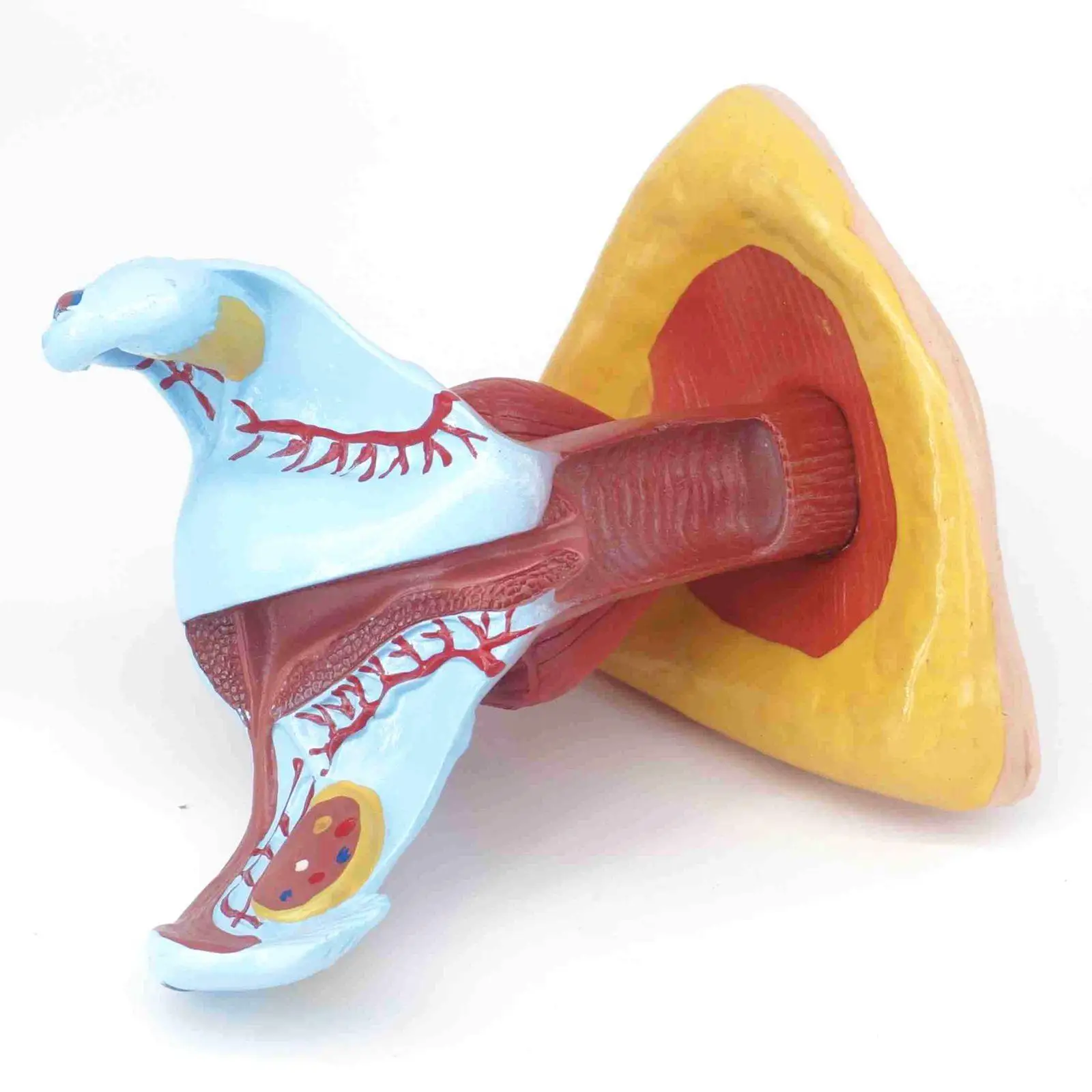 modelo-anat-mico-do-rico-feminino-perineu-tamanho-real-para-modelo-m