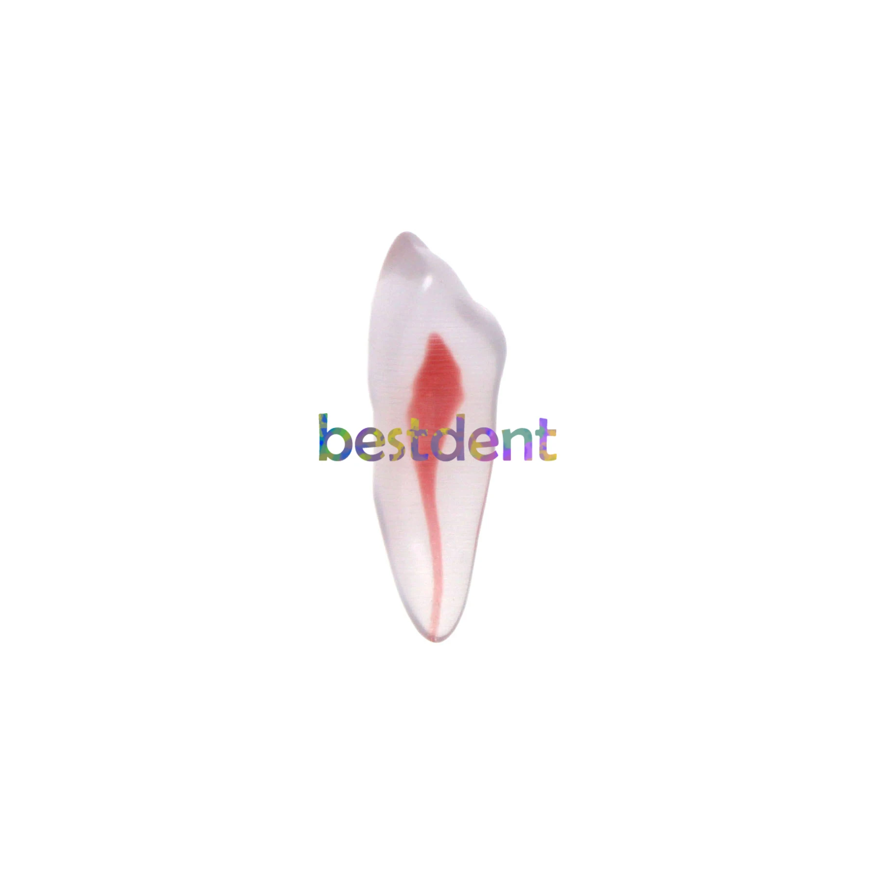Dental RCT Endo Training Teeth Model 3D Curved Root Resin 12 Size 1:1 Endodontic Education Cavity 3