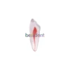 Dental RCT Endo Training Teeth Model 3D Curved Root Resin 12 Size 1:1 Endodontic Education Cavity 3