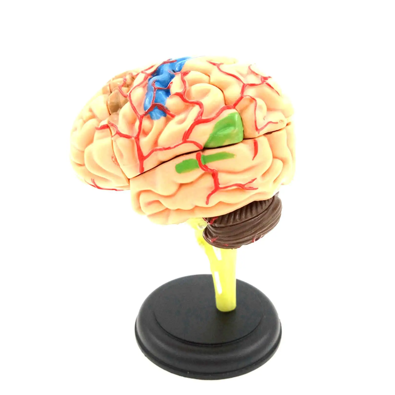 

9x9x9cm Human Brain Anatomical Model Need Assemble Imagination Culture Medical Science Teaching