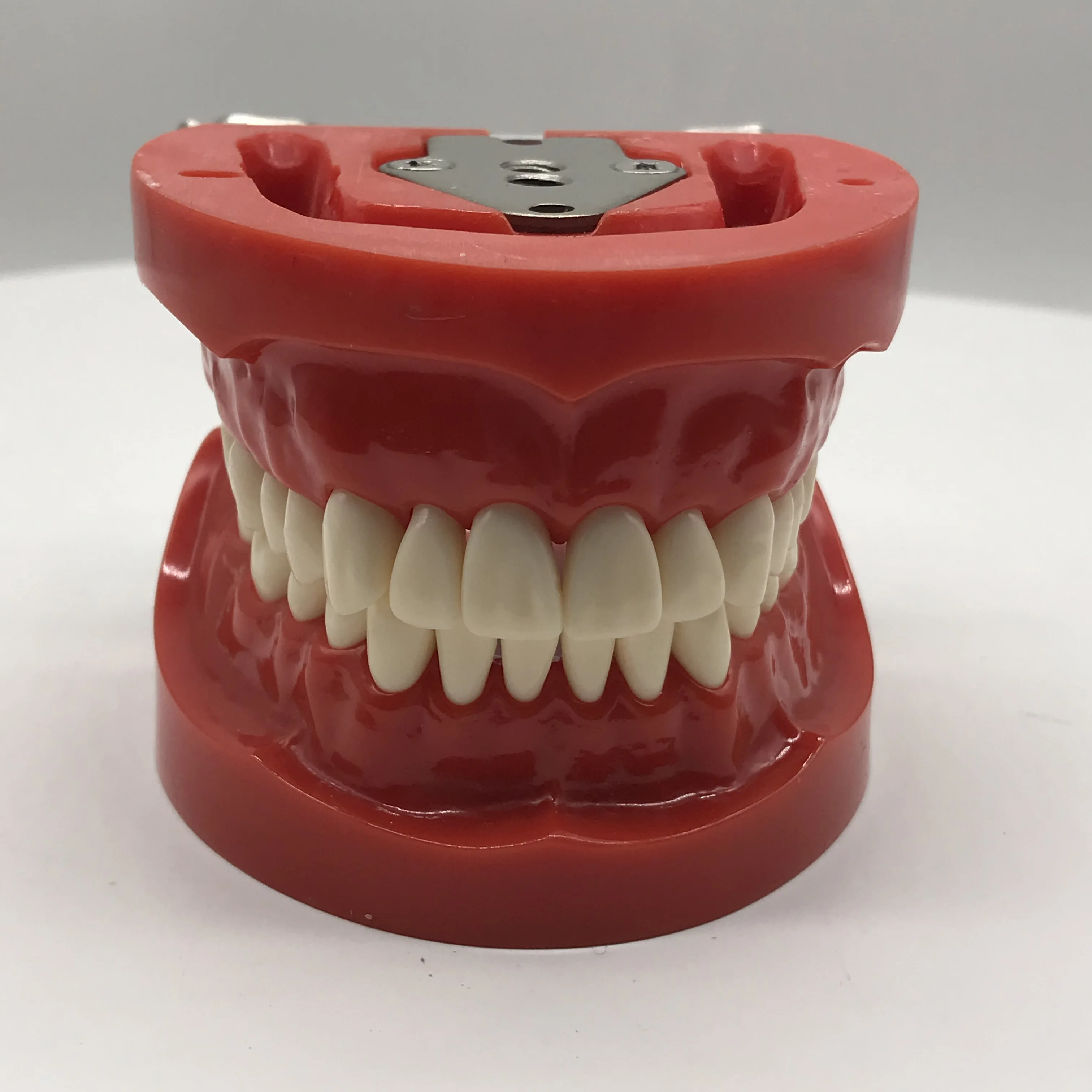 

Dental Teaching Standard Model with 32 Screw-in Teeth