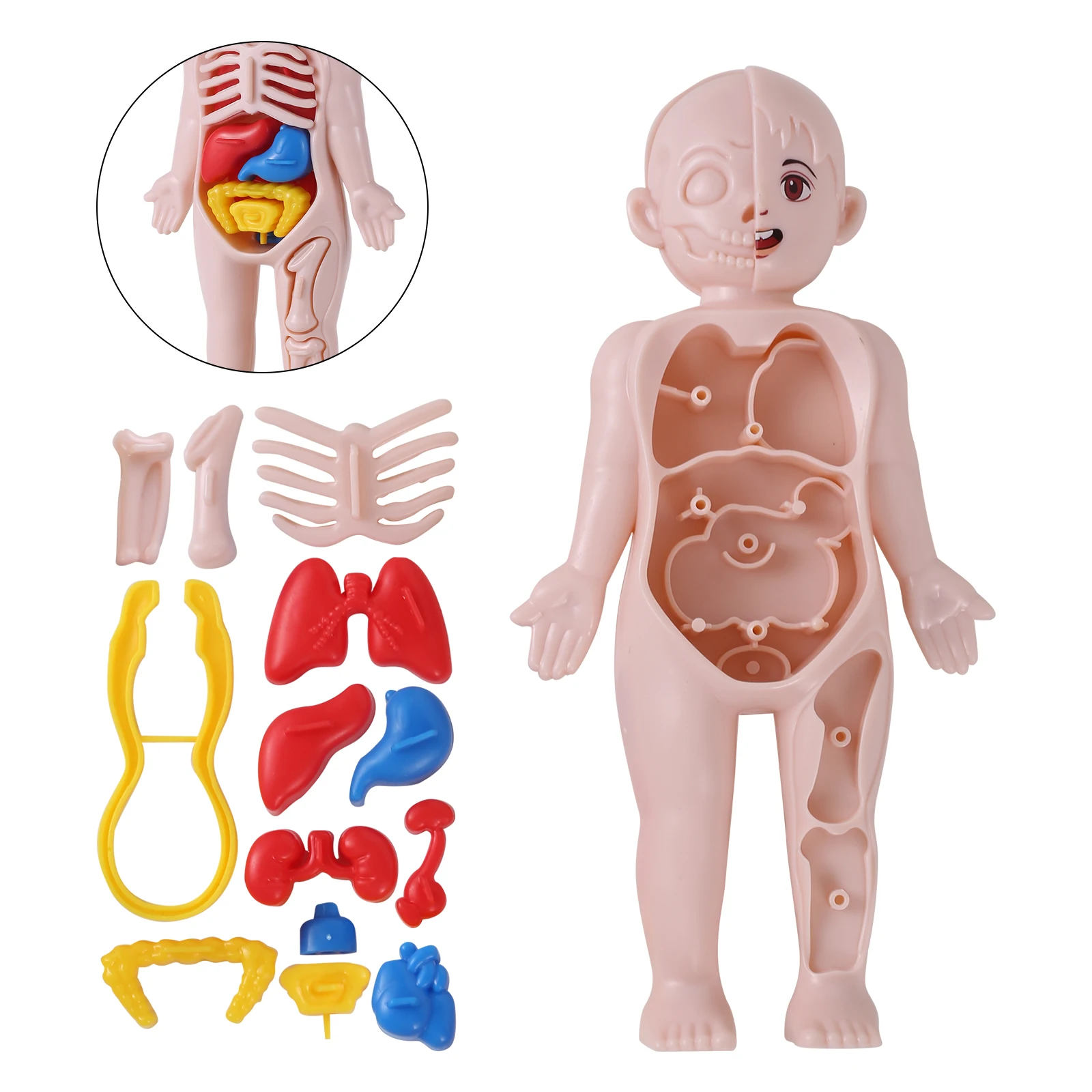 

14Pcs Set Human Organ Model Children DIY Assembled Medical Early Science Education Toy 3D Human Body Puzzle Teaching Tool