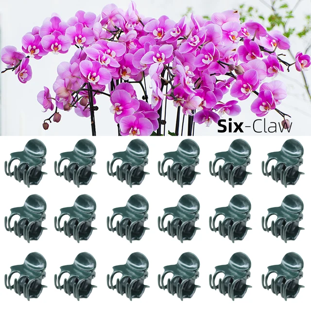 20-50 Százalék 6 Karmos Sötétzöld Növényi Klipek Orchidea Virágok Támaszkodnak