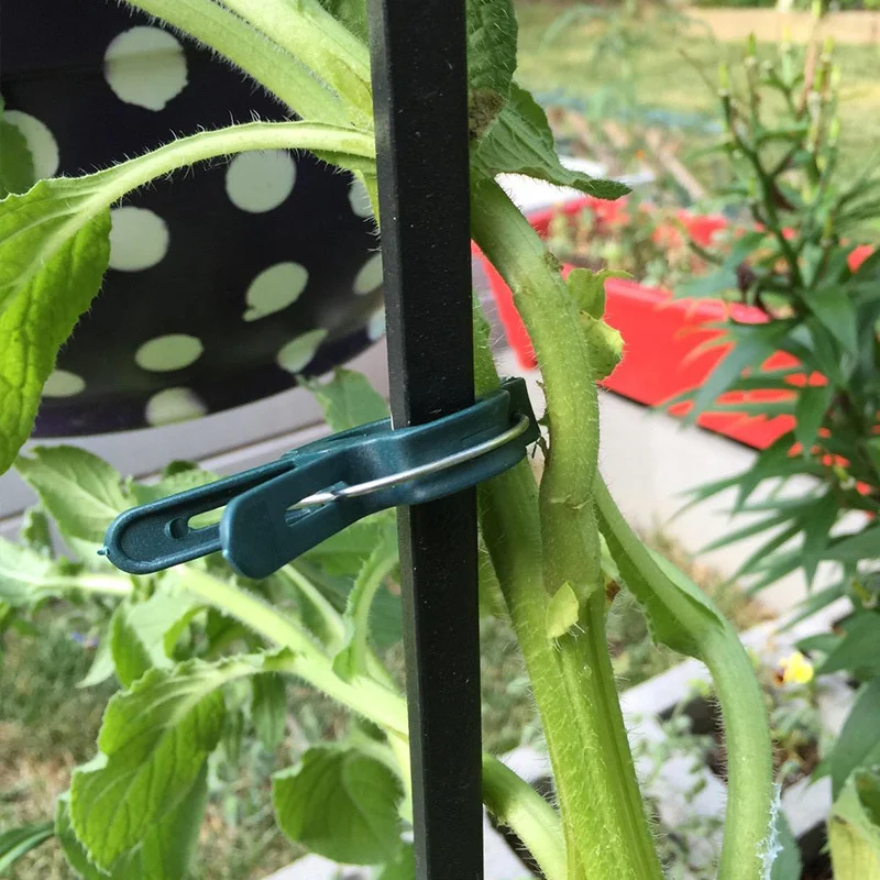 100 Clips De Support Pour Plantes - Pour Orchidées, Tomates, Plantes Grimpantes - Vert, Ressort Solide
