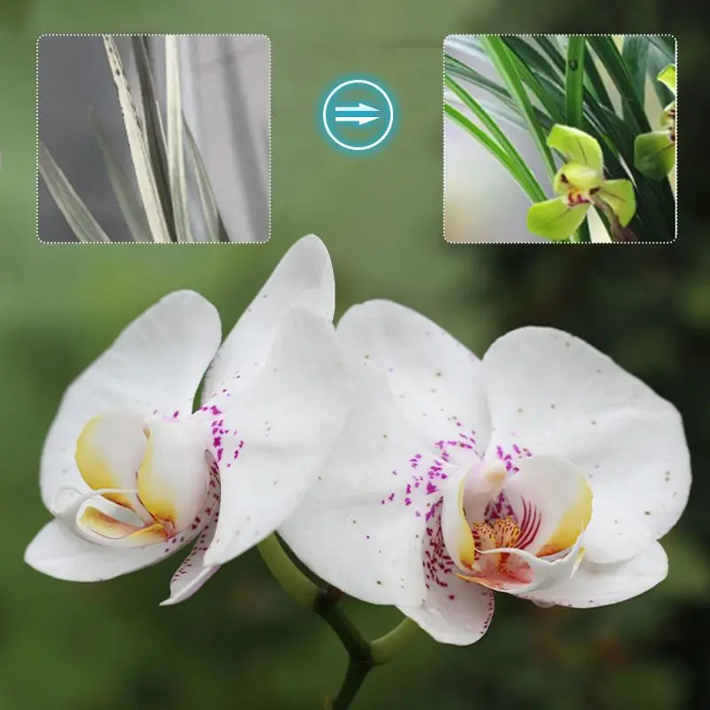Pousbo&reg; Orchids Plant Concentrated Nutrient Solution
