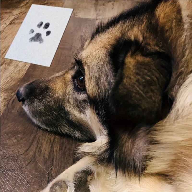 Il kit per impronte di zampe di animali domestici include 1 tampone d'inchiostro e 2 biglietti per impronte di mani e piedi di bambini a tema Halloween, regalo per il Ringraziamento e Natale - immagine 3