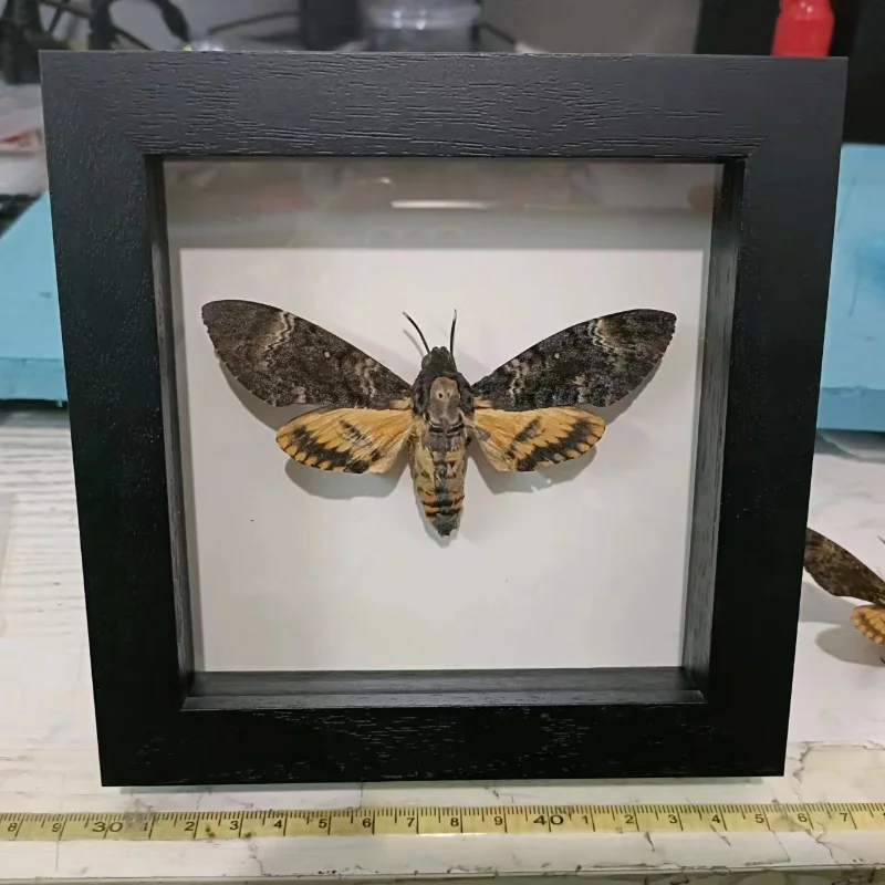 Acherontia lachesis real moth specimen real insect frame home decoration statues for decoration home decoration accessories 2