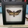Acherontia lachesis real moth specimen real insect frame home decoration statues for decoration home decoration accessories 2