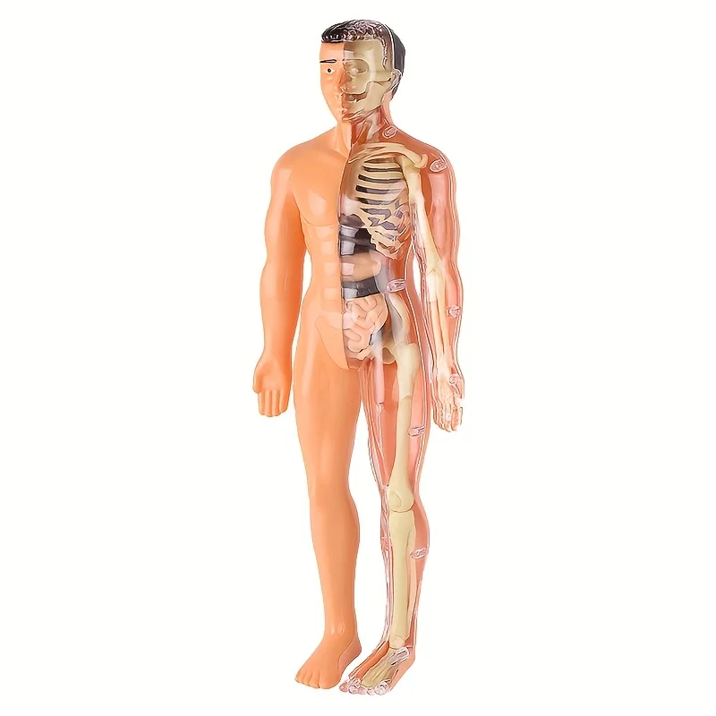Body Learning Tools Children Cognitive Toys Human Anatomy Model Mannequin Skeleton Organ 3D Puzzle Montessori Kid Education Toys