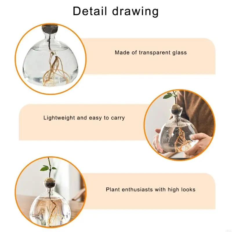 Avocado Seed Starter Vase Transparent Glass Propagation Hydroponic Flower Vase Container Gift Home Office Desktop Decors 2