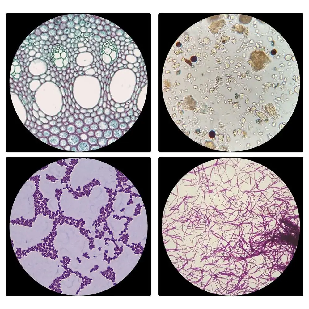 Microscope Glass Slides Prepared For Kids Students Plastic Animals Insects Plants Flowers