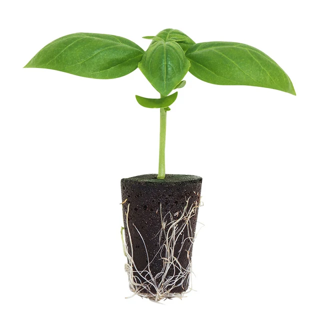 12Db/Csomag Palánták Blokk Termesztési Szivacs Hidroponikus Kiegészítő Kertje Ültetési Gyógynövény Csírázási Tartozékok - Image 6