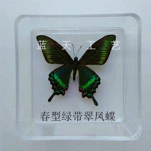 Butterfly Specimen Real Butterfly Specimen Insect Specimen Butterfly Shooting Props DIV Student Teaching Transparent Box Pack 