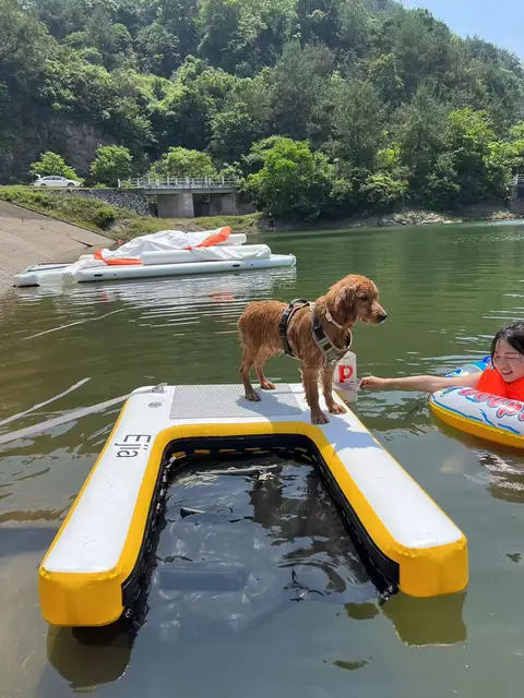 Floating Dock s For Lakes Inflatable Elevated Dog Ramp For Pool