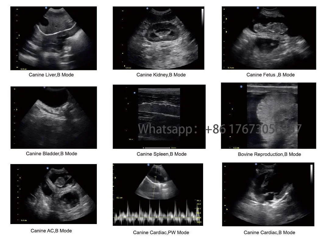 Рисунок 4 - Медицинское животное больница Chison