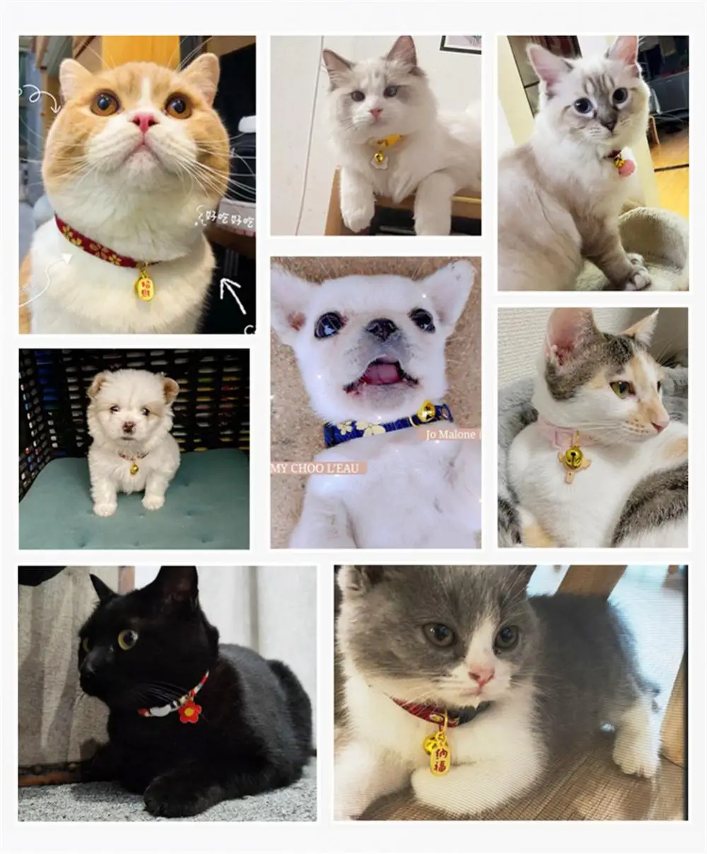 Title 5, Spring Chinoiserie Cat Collar Newest Senior Luc...