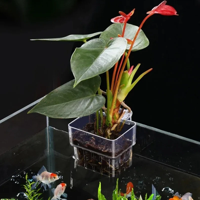 Balık Kabarcıkları Akvaryum Su Çim Bardak Çoklu bitki hidroponik Balık tankı peyzaj için Hidroponik ekim sepeti