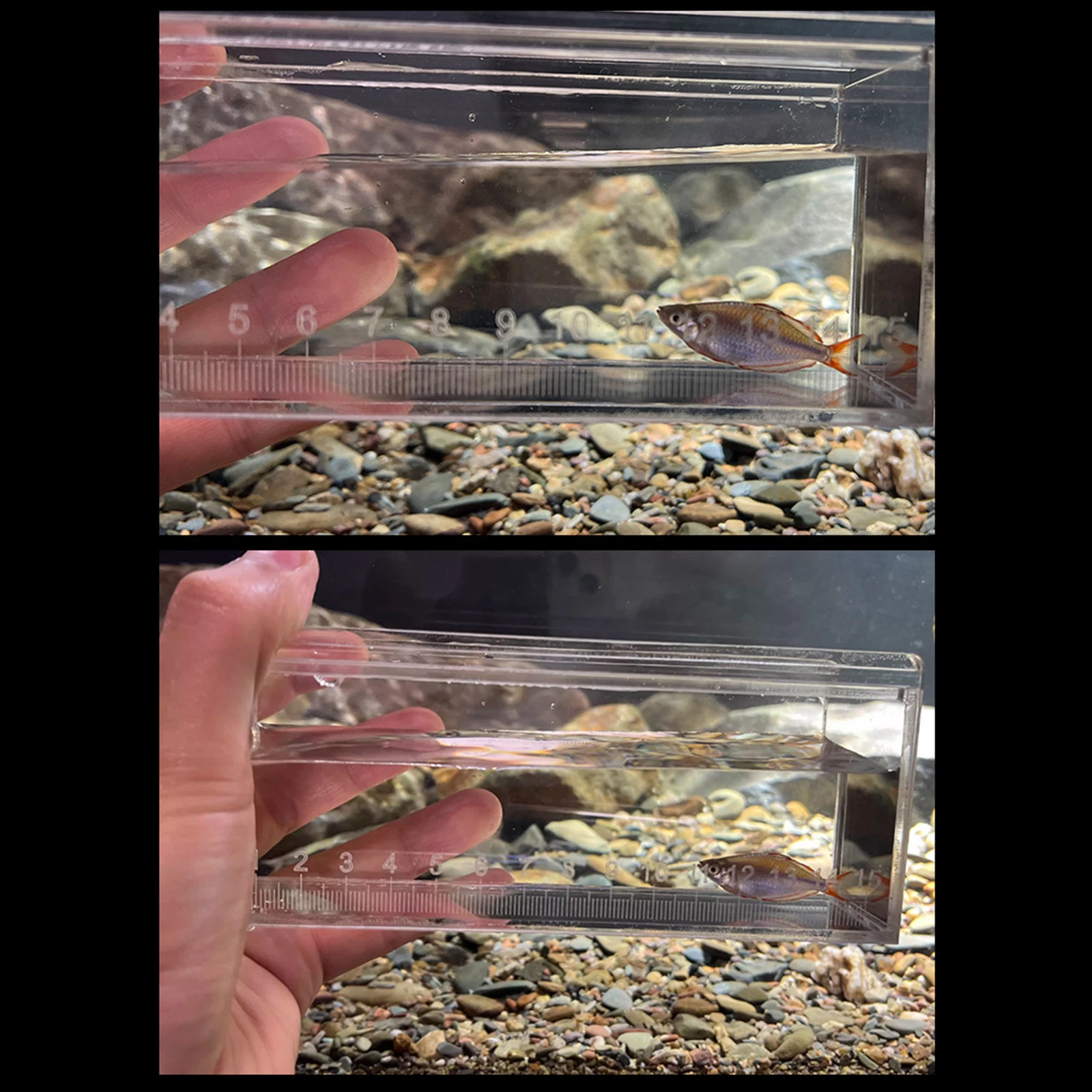Acrylic Fish Viewing Box Transparent Fish Isolation Box Indoor Micro Landscape Tanks Clear Fishing Photo Tank with Scale fish aquarium