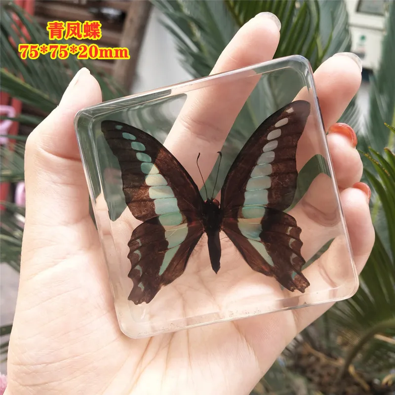 Natural Real Butterfly Specimens Rare And Exquisite Specimens For Home Decoration Display Collection In Teaching Special Gifts 2