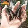Natural Real Butterfly Specimens Rare And Exquisite Specimens For Home Decoration Display Collection In Teaching Special Gifts 2