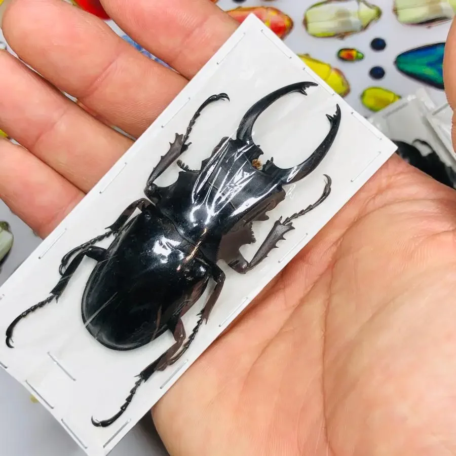 Specimens of Atlas Subspecies of Insects, Real Beetles, Stag Beetles, Giddyups and Butterflies Home Decor 2