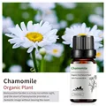 Chamomile