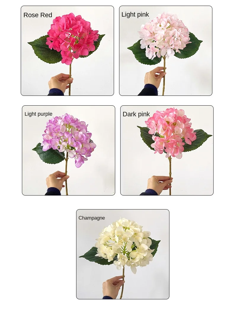 单头绣球花_06.jpg