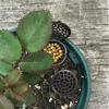 50 Pcs/pack Plants Fertilizer Basket for Flower Pot Osmocote Bonsai Orchid 3
