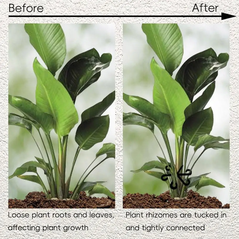 Plant Stem Support Alocasia Monstera Leaf Support Vine Clips For Climbing Plants To Grow Upright And Make Healthier plant stem support