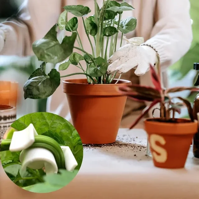 20-100PCS Plant Clamp Bending Device Flower Vine Branches Plant Stem Training Clips Plant Growth Bender Control Support Clamps 3