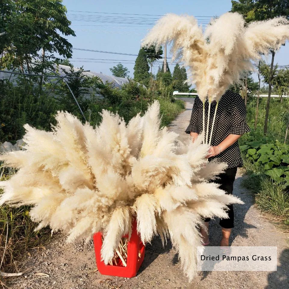 

80-120cm Pampas Grass Extra Large Natural White Grey Dried Flower Bouquet Fluffy for Home Boho Decor Wedding Flower Decoration