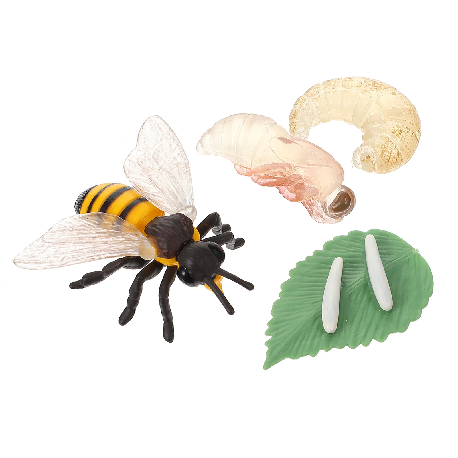 

1 Set Bee Life Cycle Model Insect Growth Display Ornament Educational Toy