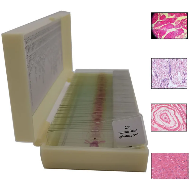 50Pcs Human Teaching Microscope Histology Prepared Slides for Education