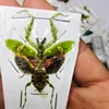 Creobroter Gemmatus Real Insect Specimen Mantis Beetle Collection DIY Crafts Home Decoration Home Decoration Accessories 2