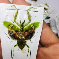 Creobroter Gemmatus Real Insect Specimen Mantis Beetle Collection DIY Crafts Home Decoration Home Decoration Accessories 2