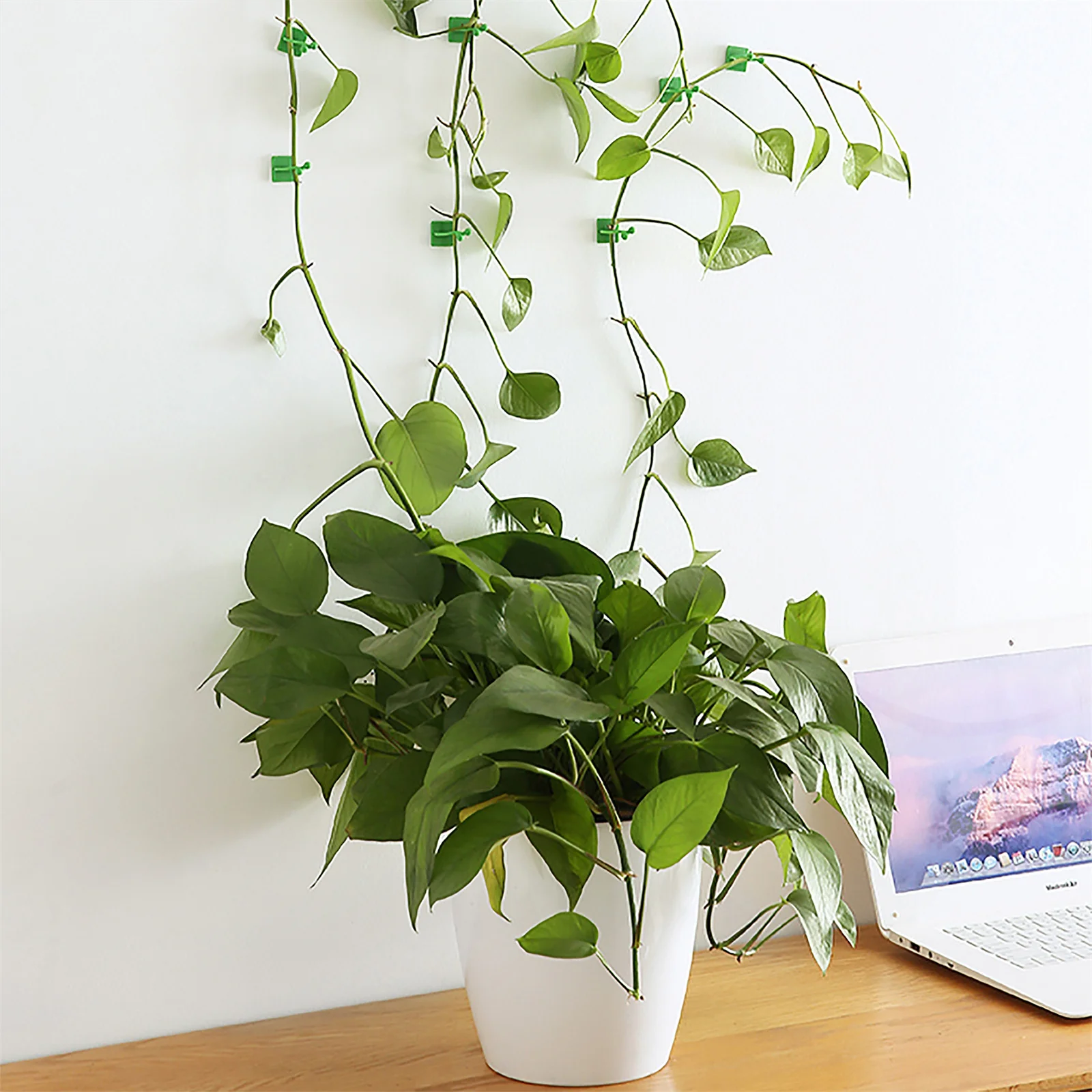 Self-Adhesive Plant Climbing Fixture Clips - Invisible Vine Buckle Hooks (10/20PCS)