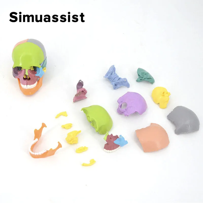 15PCS/SET 4D Disassembled Color Mini Skull Anatomy Model Human Anatomy Skull Puzzle Medical Teaching Tool human skull model