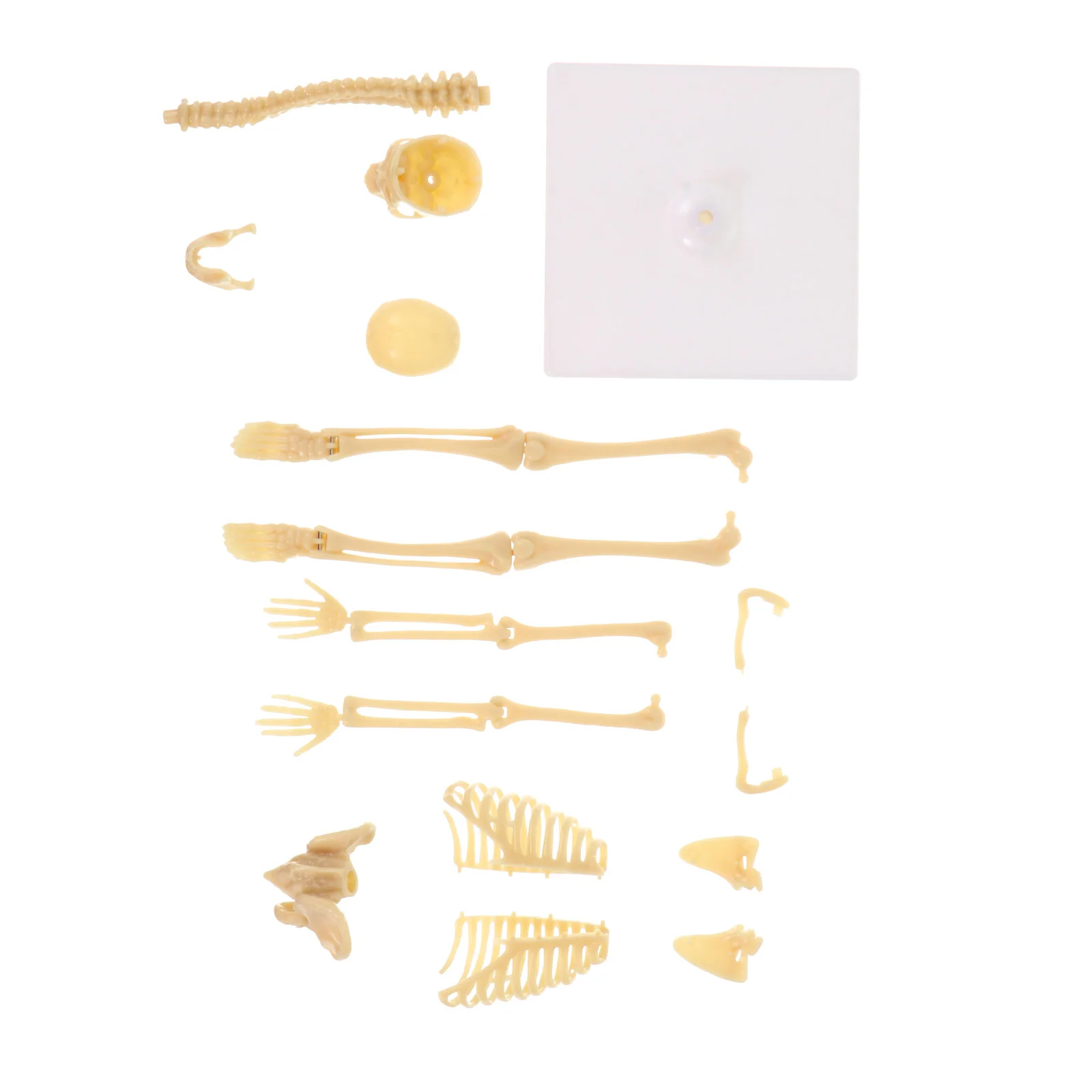 

Whole Body Human Child Childrens Toys Anatomy Plastic Assembly Manikin