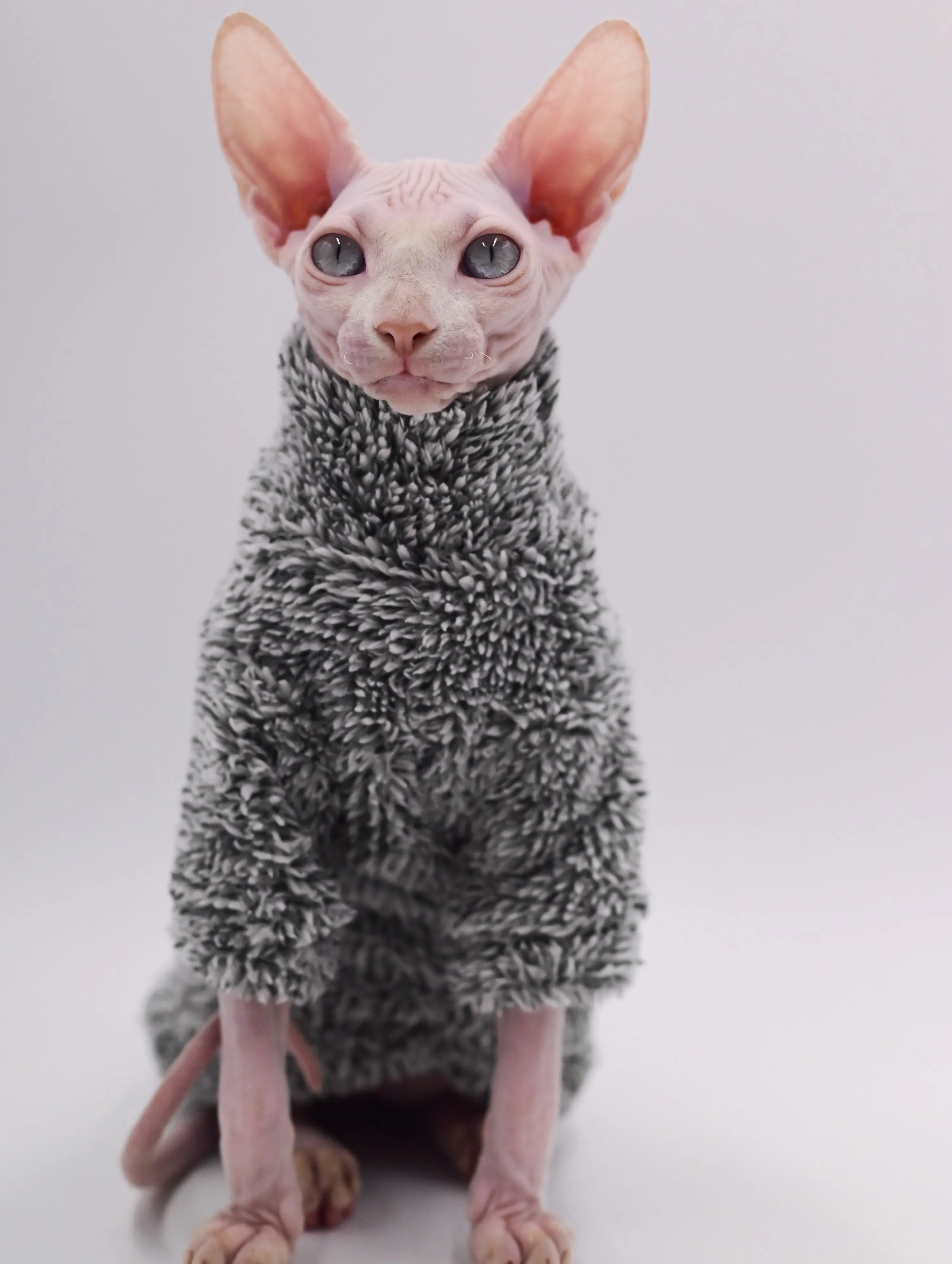DUOMASUMI-Vestuário Gato pelado, Roupas Super Cool, Roupas quentes, Sphynx,  Outono, Inverno - AliExpress, image size:3008x3993