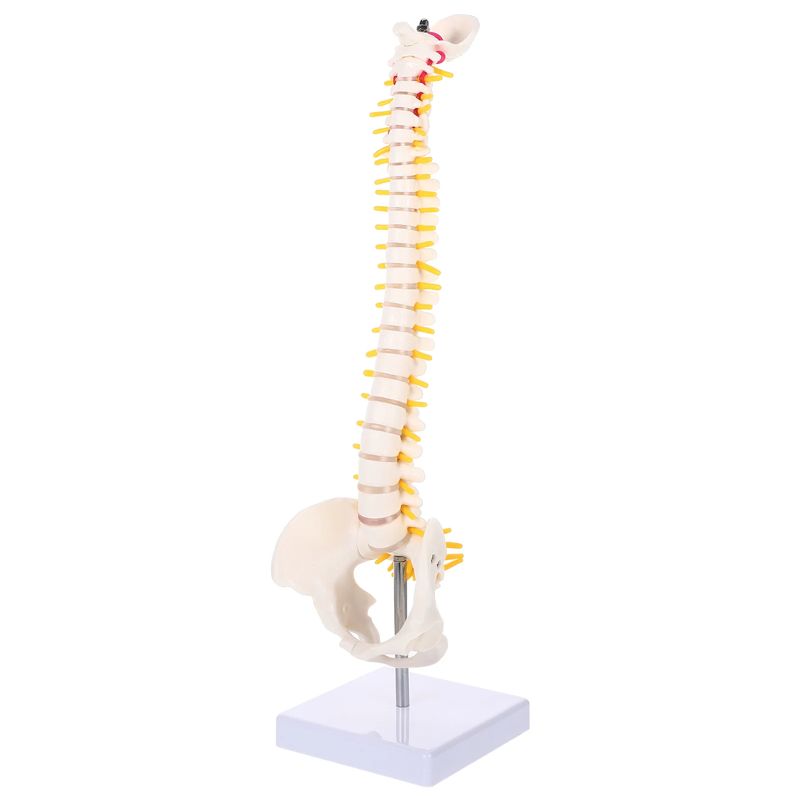 

Model Spine Anatomy Human Spinal Anatomical Models Training Lumbar Vertebrae Practice Body Chiropractic Demonstration