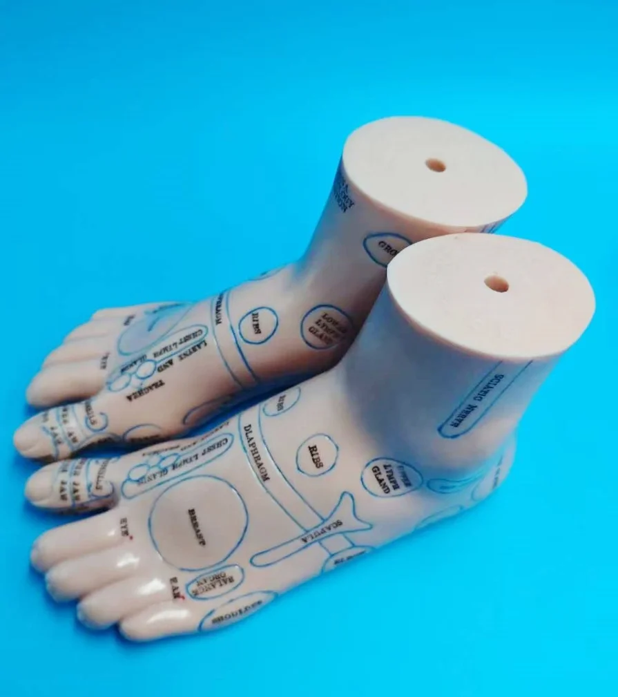 1 pair 19cm Foot reflex zone massage model English code Foot Acupuncture Needle Acupoint reflex zone massage Feet Reflexology foot reflex zone massage model