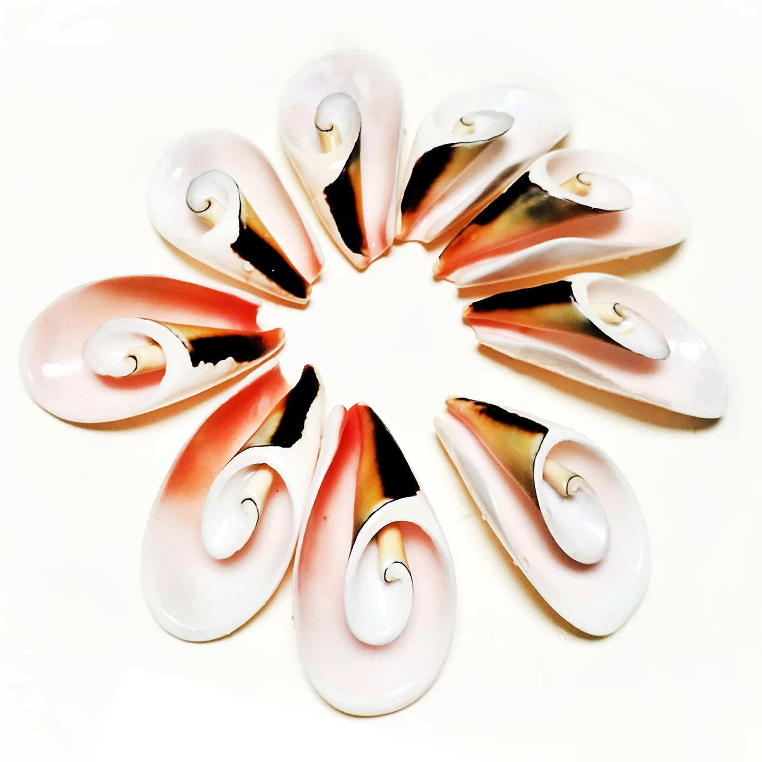 Natural Spiral Shells Beads Beach Shell Pendants Crafts Slices 10pcs For DIY Jewelry Making Marine Style Fish Tank