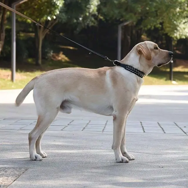 CP037--pet dog adjustable rivet collar,  anti-bite neck protect collar used of durable PU leather and rust resistant metal rivet 5