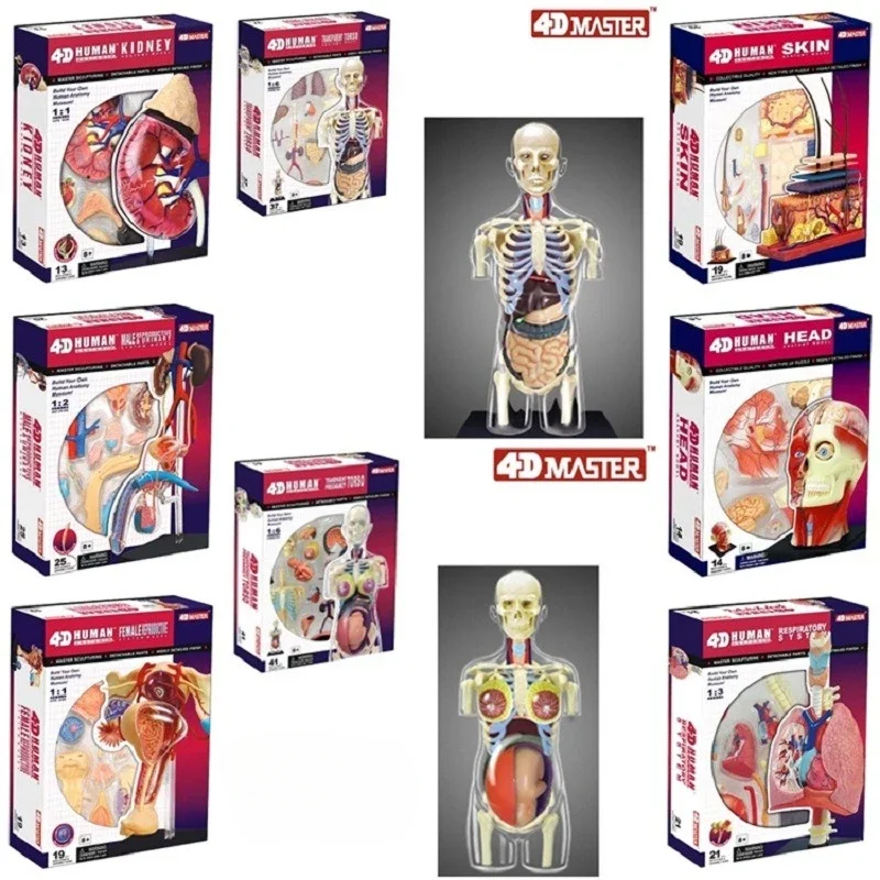 modelo-anat-mico-de-la-piel-del-torso-del-cuerpo-humano-4d-sistema