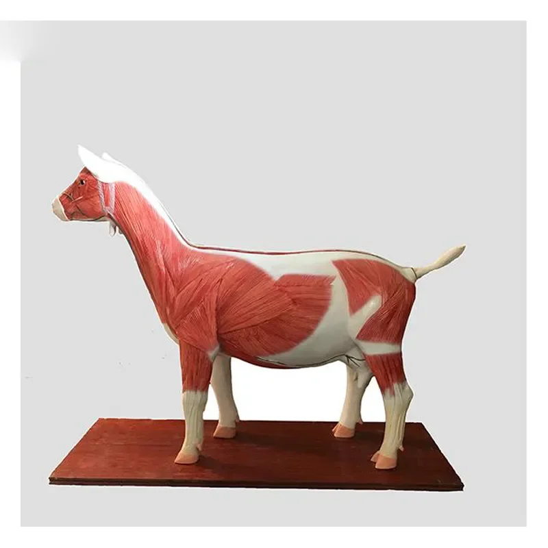 수의학 교육용 3D 소 동물 해부 모형 (수의학 해부 연구용)