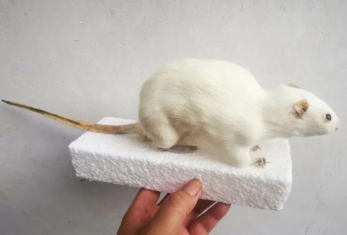 Real Little White Mouse Exhibition of Biology Teaching Specimens for Primary & Secondary Schools In Preschool Education Statue 2
